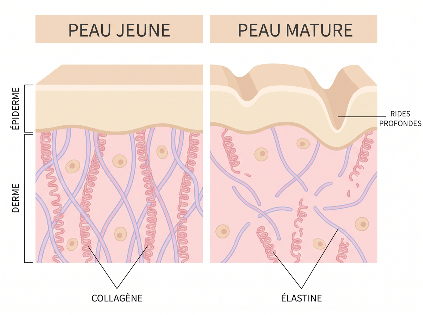 Collagène et élastine — peau jeune vs mature